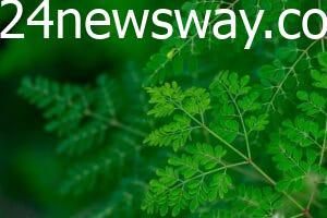 health benefits of moringa